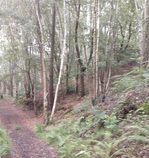 Yendo por un bosque