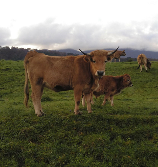 caballos, vacas...,